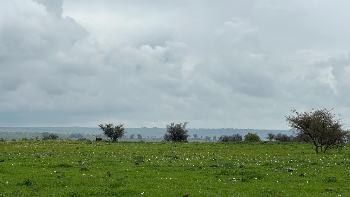 Horse in a green meadow dotted with white flowers beneath a cloudy sky